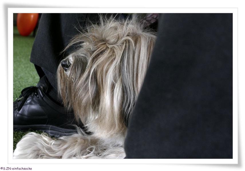 [Hundeblog] Einfach Socke Physiotherapie &amp; Krankengymnastik beim Hund&hellip;