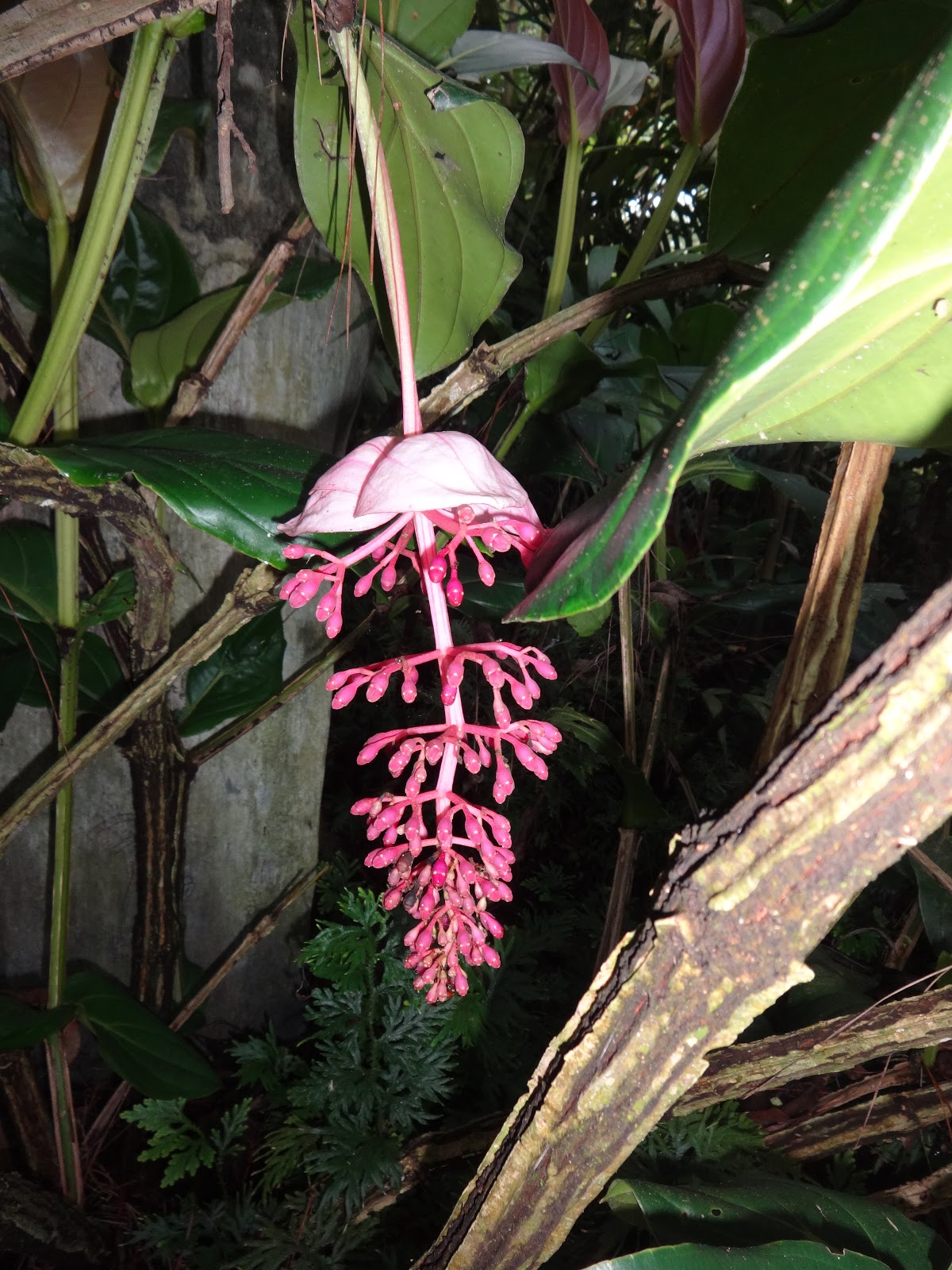 Herbs from Distant Lands Medinilla magnifica, Medinilla pendula