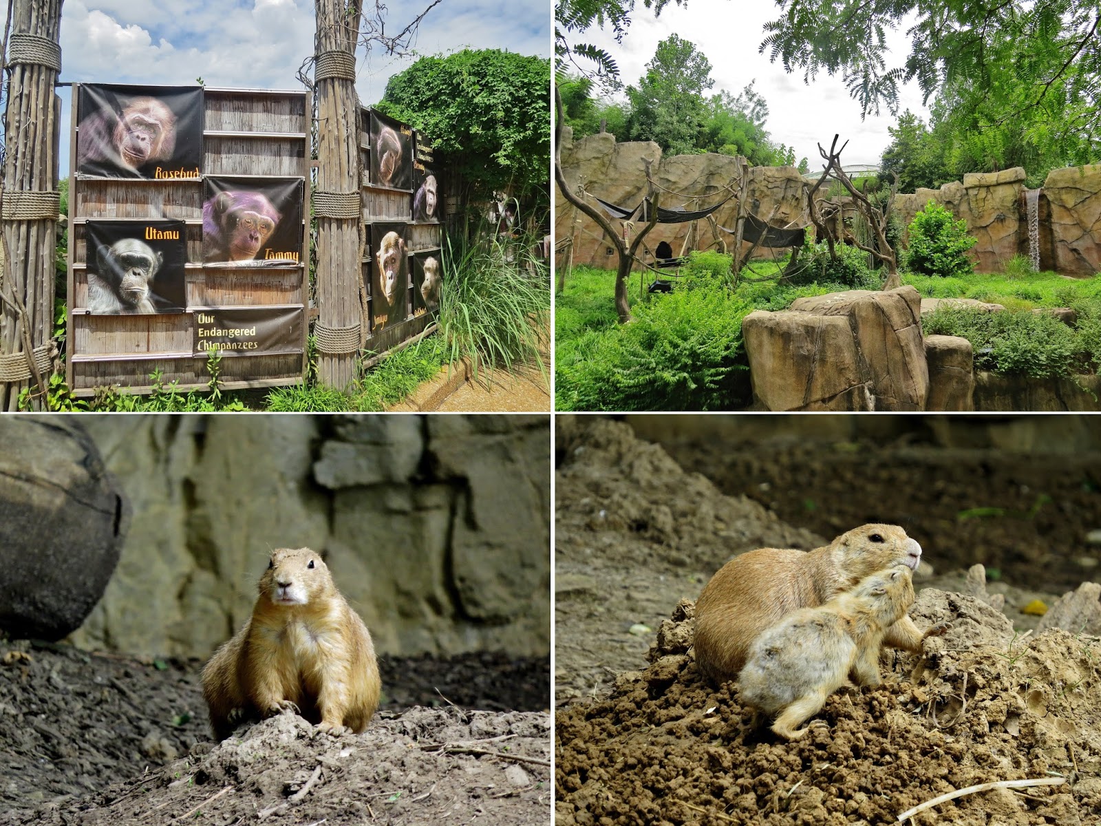 Liberty or Death: St. Louis Zoo