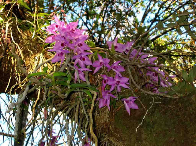 Segredo das Orquídeas: Diferenças - Parasitas e Epífitas