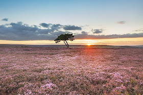 heather north york moors. A lone tree on Egton High Moor surrounded by a carpet of flowering heather near Egton Bridge on the North York Moors