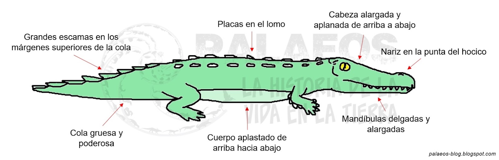 Cuales Son Las Cualidades De Los Ojos Cafe Claro Cuales Son Las Cualidades De Los Ojos Cafe Claro