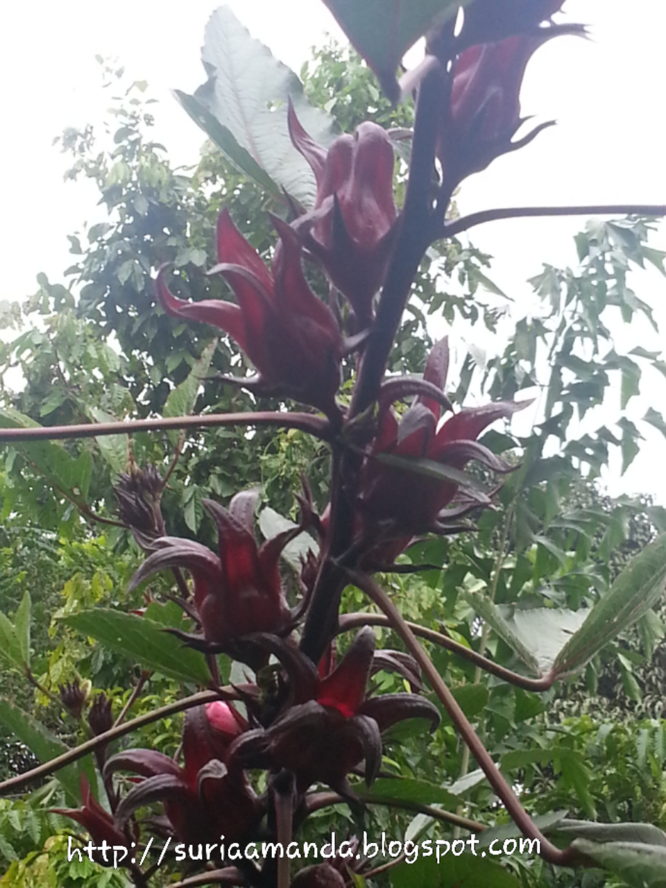 Buah Roselle Segar Dari Ladang... ~ SURIA AMANDA