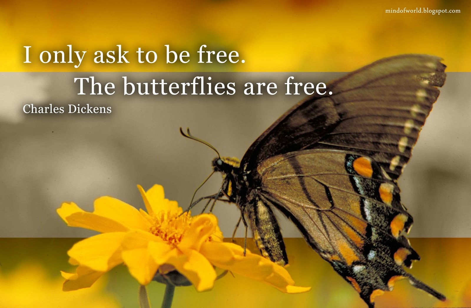 MIND OF WORLD July 2016