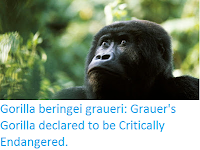 http://sciencythoughts.blogspot.co.uk/2016/10/gorilla-beringei-graueri-grauers.html
