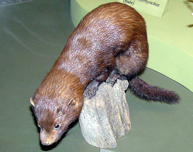 Abe's Animals Sea mink