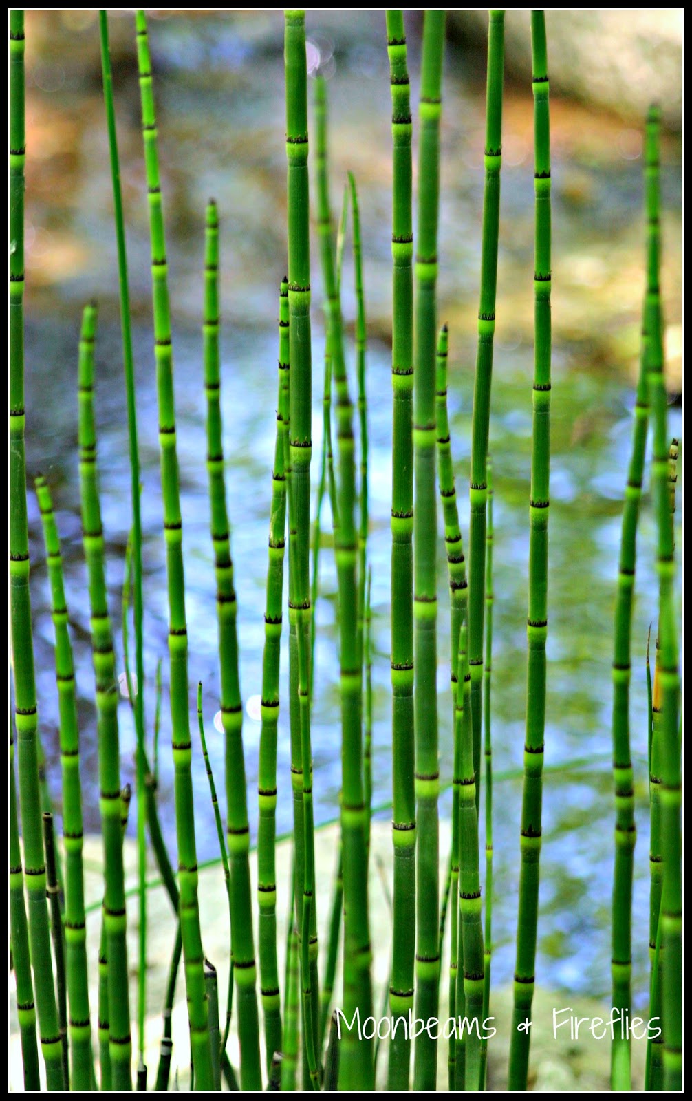 Moonbeams & Fireflies Thin As a Reed; National Photo Month, Day 23