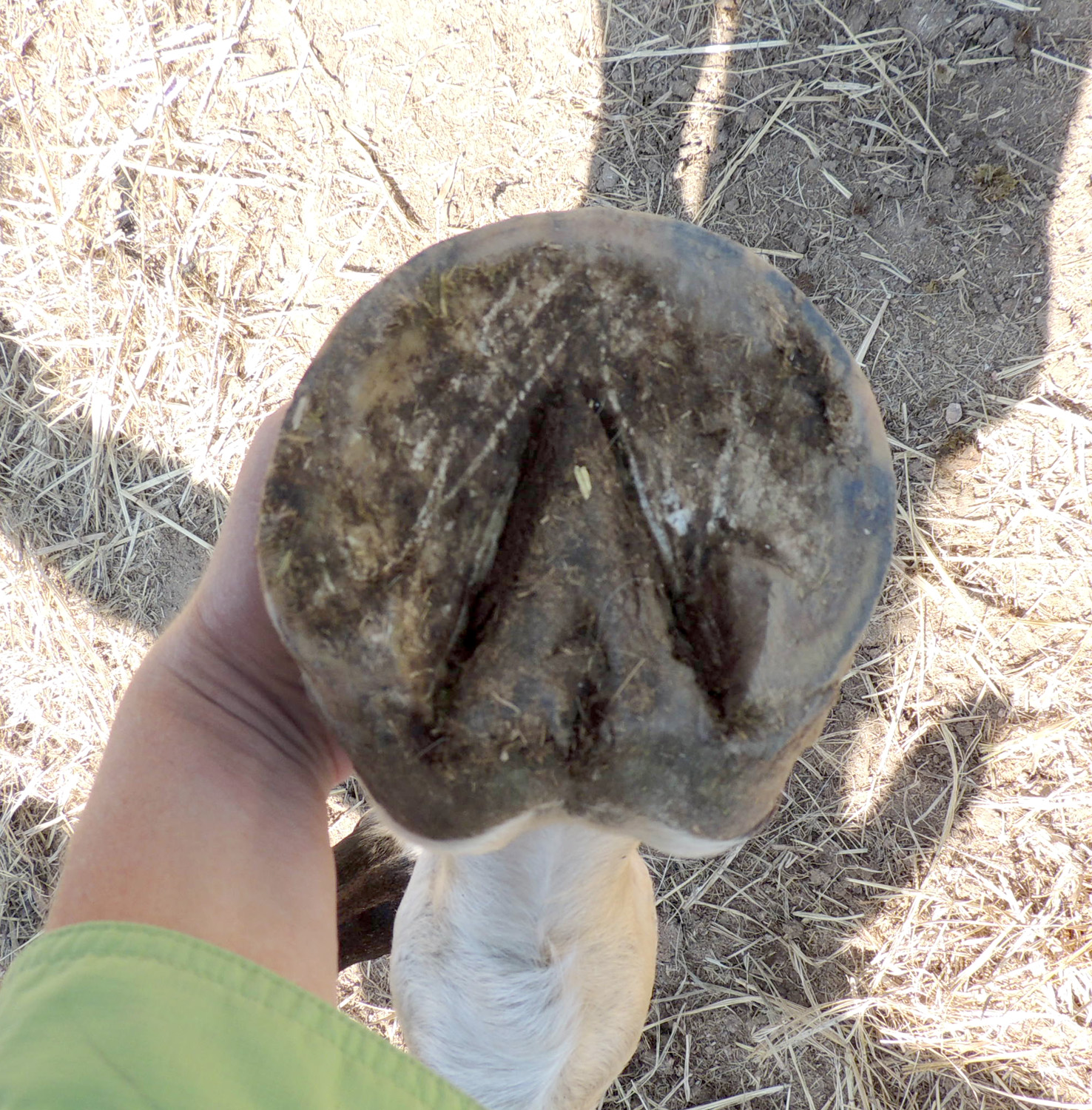 Bit of Honey Training No Hoof, No Horse!