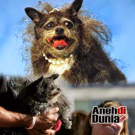 Gambar Pemenang Anjing Terjelek Di Dunia - Berita Aneh dan Unik Terbaru