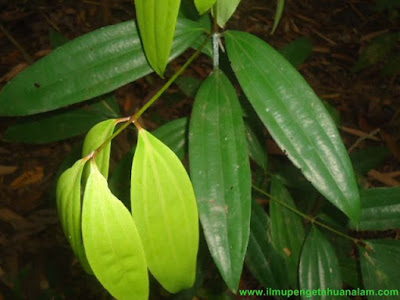 11+ Contoh Tulang Daun Melengkung | Materi dan Soal Biologi