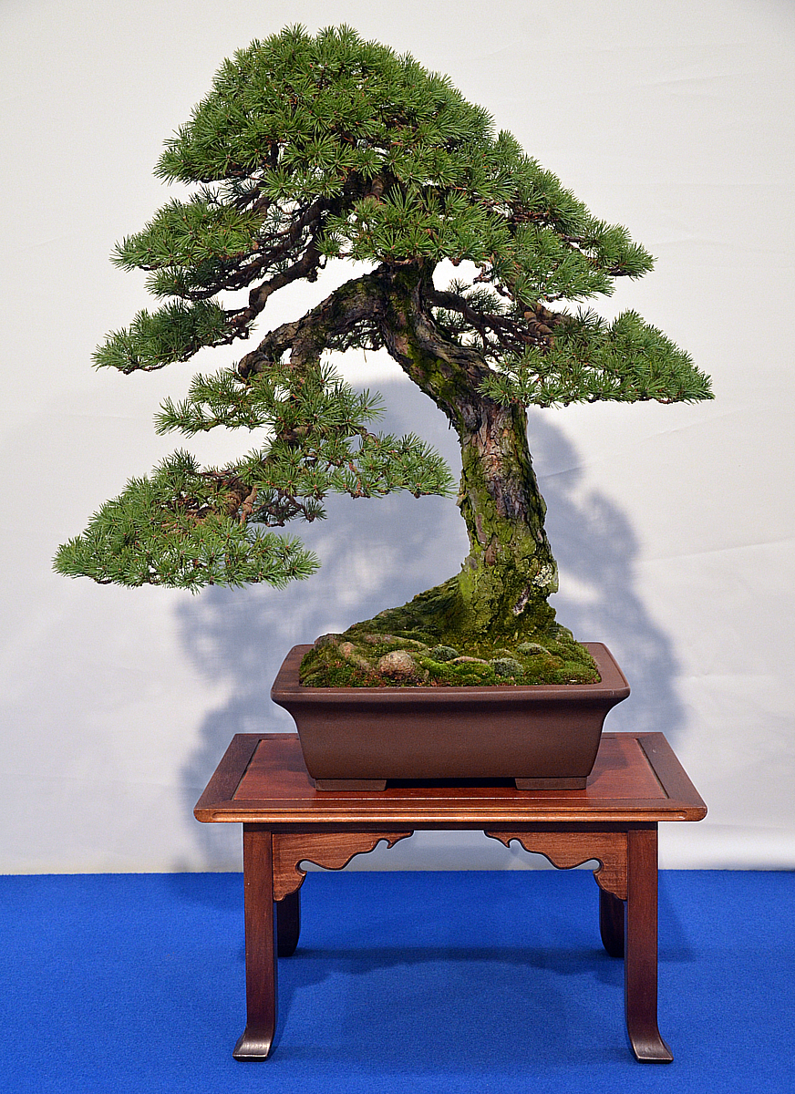 Bonsai Living Art Noelanders Trophy 2013 First Impressions