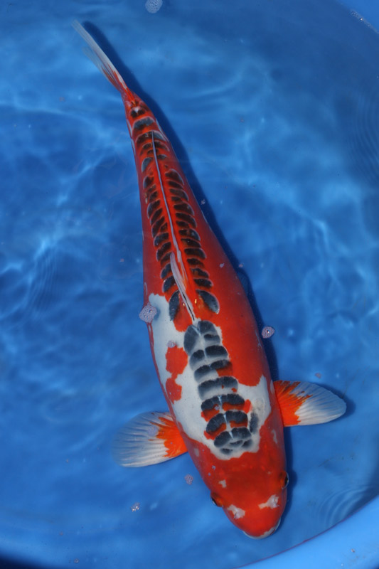 KOI KOI KOI: VARIETAS KOI