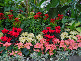 Allan Gardens Conservatory Christmas Flower Show 2013 pink red poinsettias by garden muses: a Toronto gardening blog