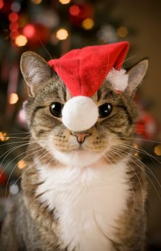 https://www.pinterest.com/explore/christmas-cats/