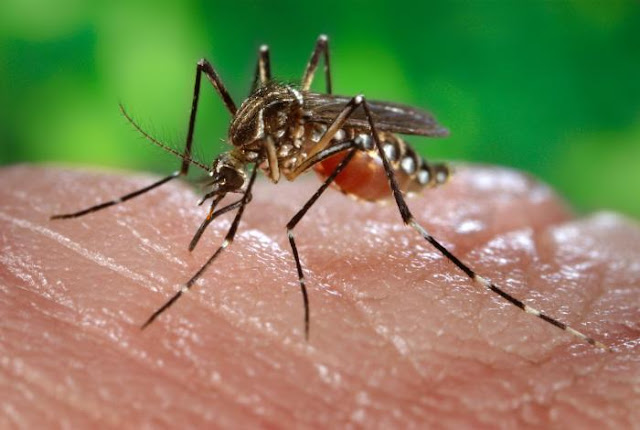 Aedes aegypti mosquito spreads Zika virus.