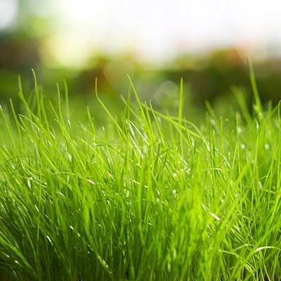 Fresh grass Spring download free wallpapers for Apple iPad