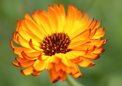 How to grow Calendula