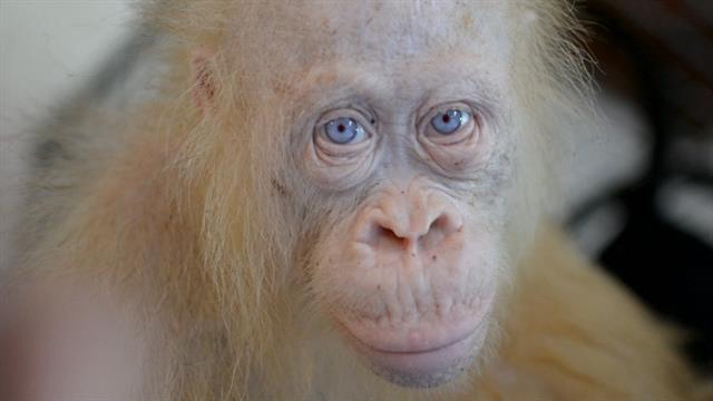 Rare Albino Orangutan Discovered on Borneo - Animals