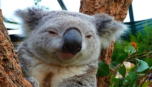 17 Fakta Menarik Koala yang Menggemaskan