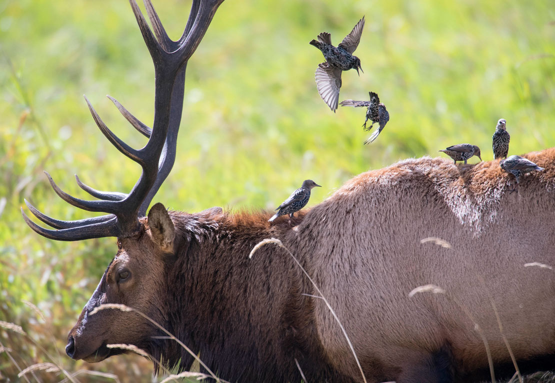 Robin Loznak Photography Elk rutting season in Oregon