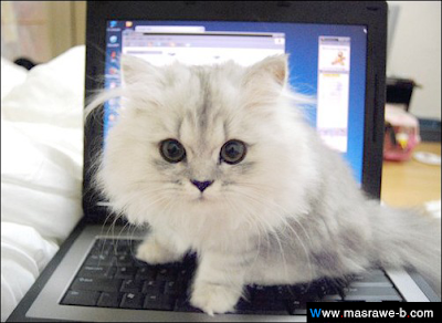 cats49