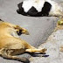 2.000 ευρω επικήρυξη για τους δολοφόνους που φολιάζουν ζώα στις Κομποτάδες Λαμίας