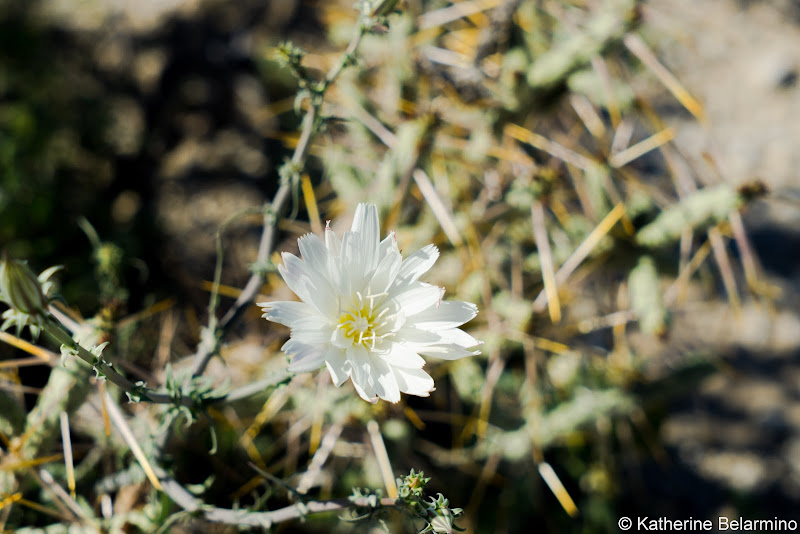 Desert Chicory Southern California Anza-Borrego Desert Wildflowers