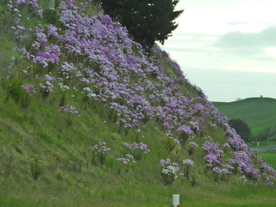 photographing New Zealand Roadside scenes