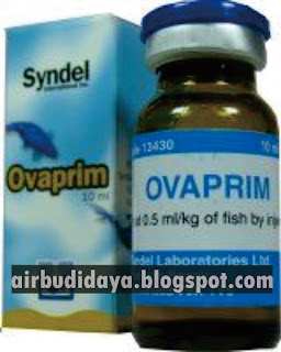 pemijahan ikan lele dengan hormon ovaprim