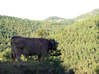 Una vaca de Postius i al fons el Puig de la Caritat