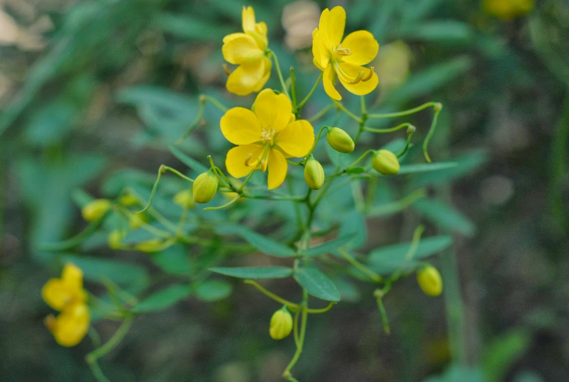 Árboles Sen del Campo