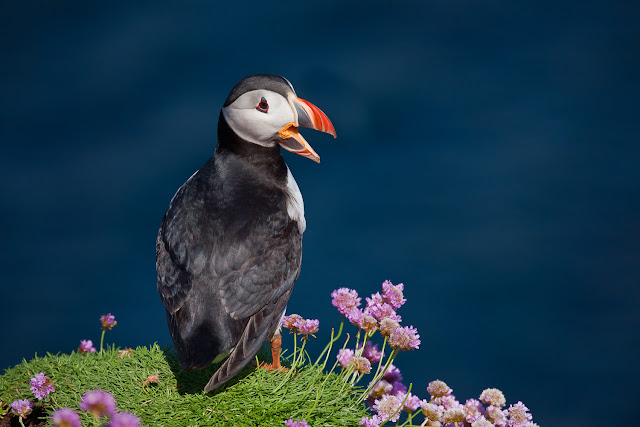 Image of angry puffin