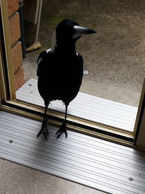 A black and white South Australian male magpie - Gymnorhina leuconata - is on the inside threshold of a sliding door.  Its sharp, pointed beak is white with a black tip. It has white feathers on iits back and nape with a black head and body. The wings and tail feathers are white with black tips.