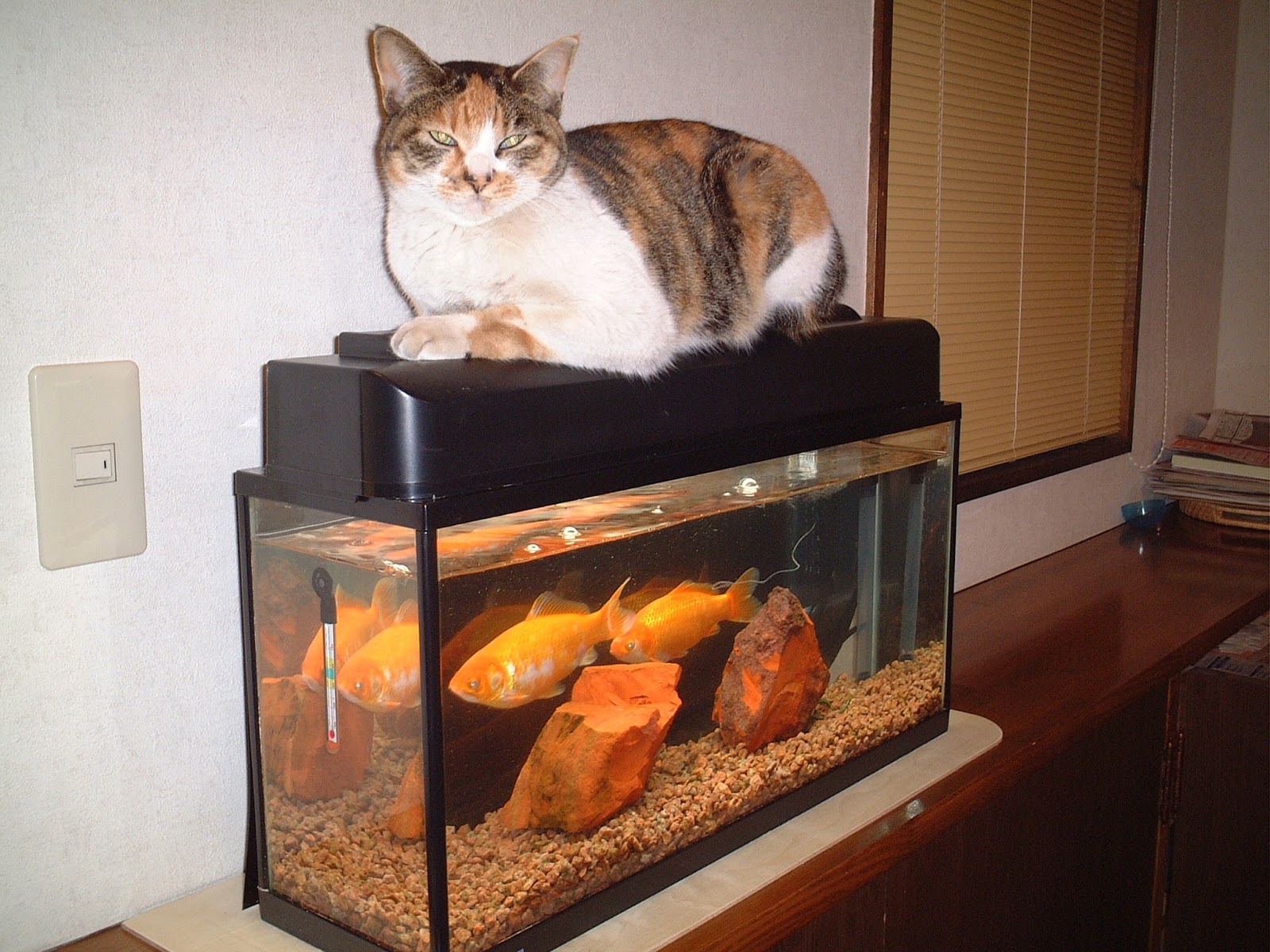 Who was Kiwi the Cat?