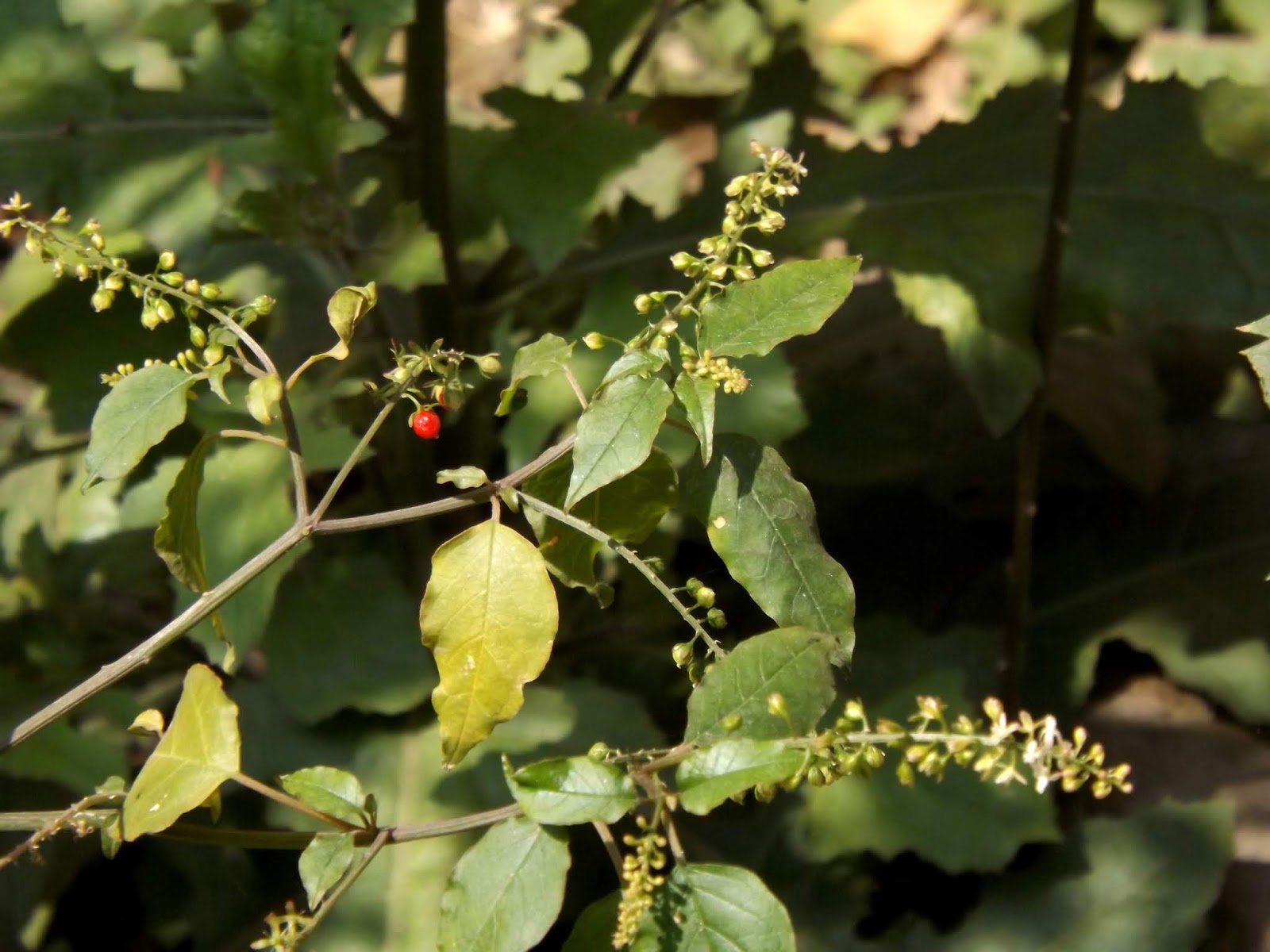 Bonmoricha, Pigeon berry, Rivina humilis