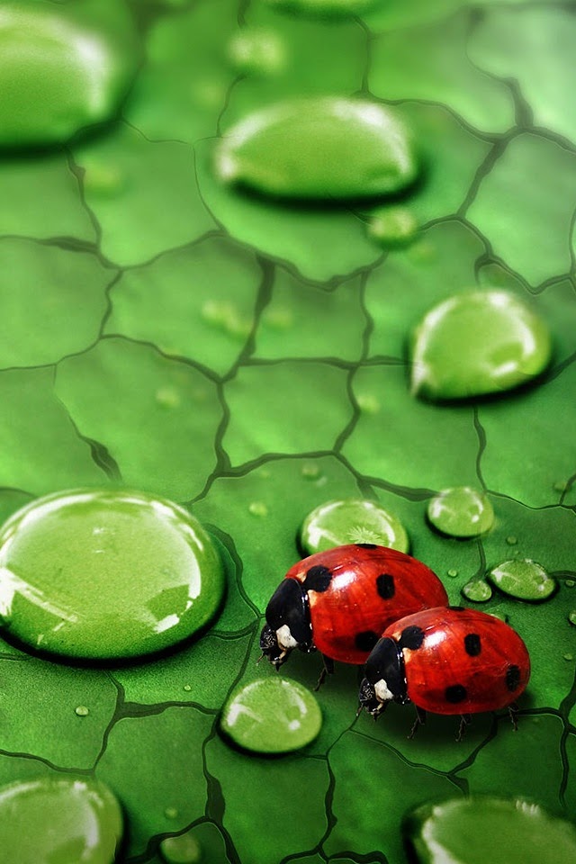 Ladybird  Android Best Wallpaper