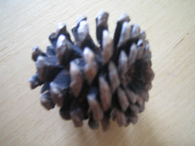 Umamah Learning Academy: Pine Cone Experiment