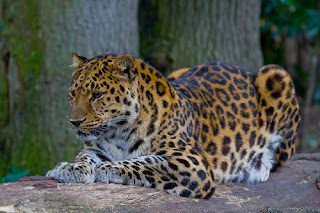 Gambar amur leopard