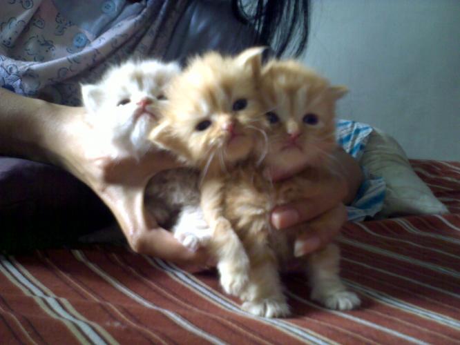 Everything About Pets Tips Choosing a Persian cat breeders