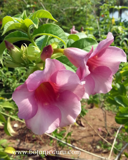 Allamanda blanchetii, Allamanda violacea, Purple Allamanda, Violet Allamanda, Cherry Allamnda flowers