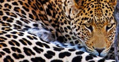 I Spy Animals: Big cats with circles and rosettes