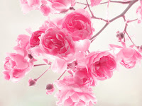 rose photos wallpaper, rose images free download