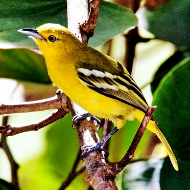 Daftar Harga Burung Cipoh Sirtu Terbaru Burung Pengicau