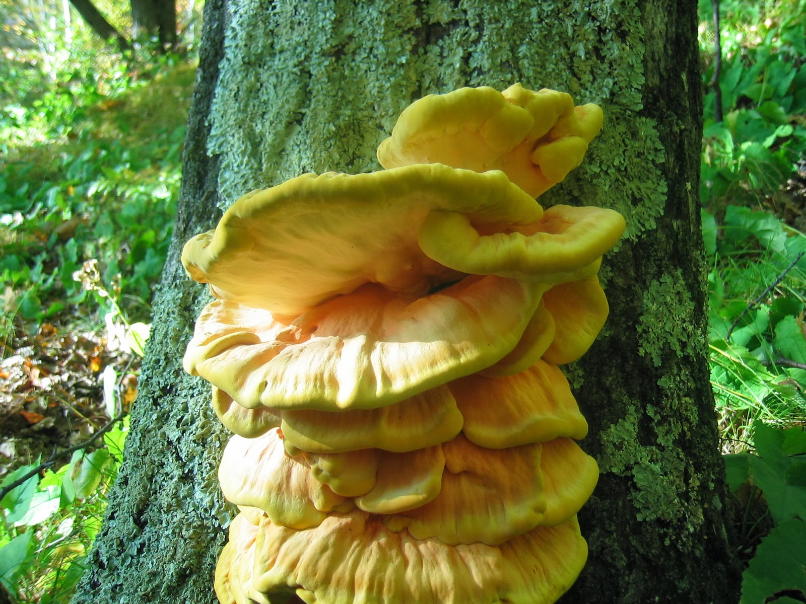 Duluth Minnesota Mushroom Hunting