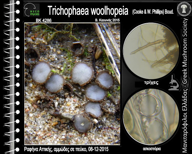 Trichophaea woolhopeia (Cooke & W. Phillips) Boud.