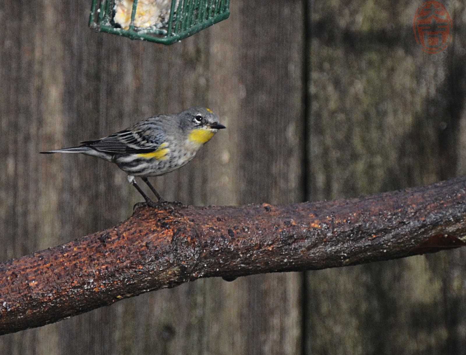 yellow rumped warbler oregon yellow rumped warbler oregon
