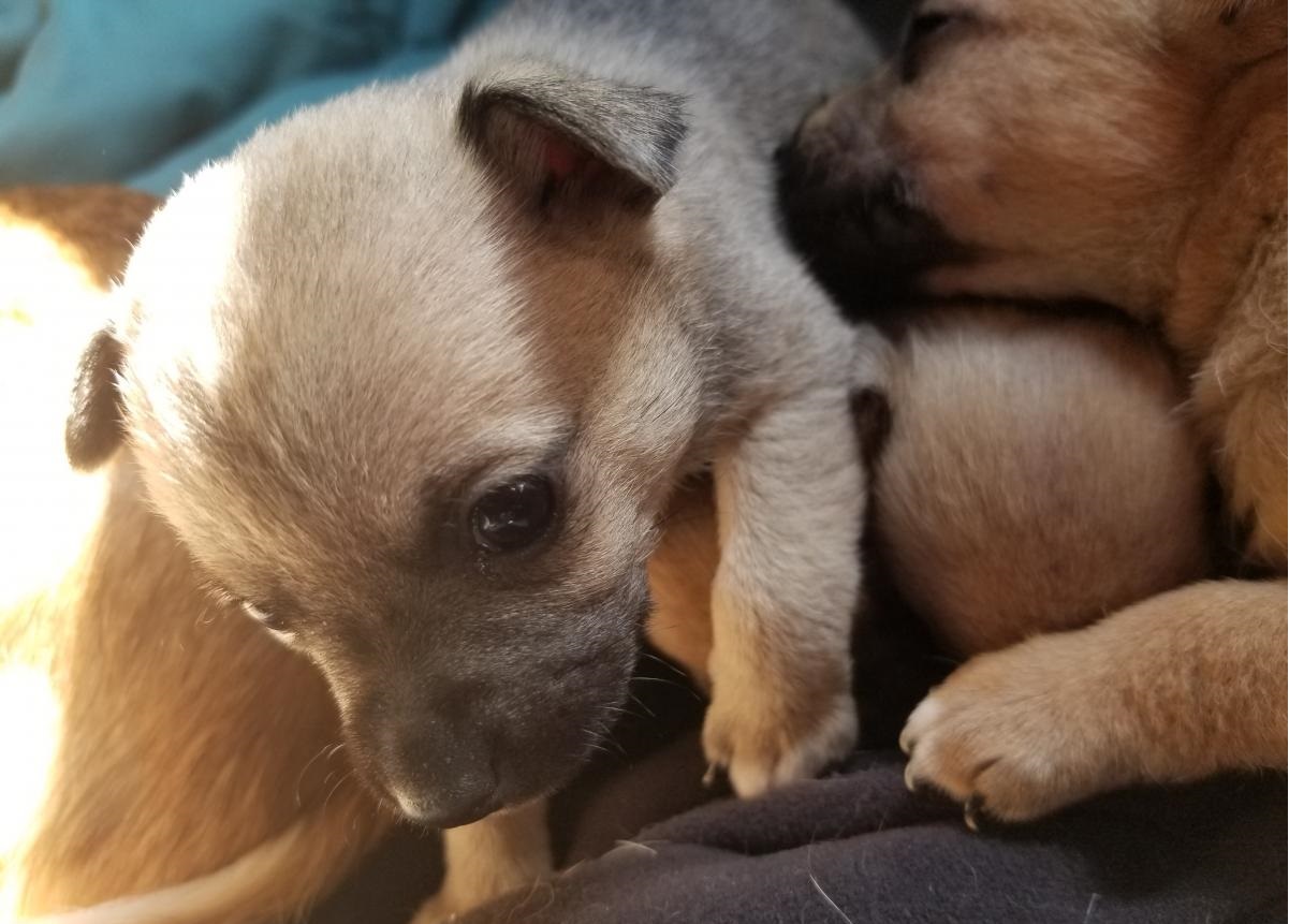 KUWAIT DOGS AND PUPPIES FOR SALE DOGS IN KUWAIT DOGS AND PUPPIES