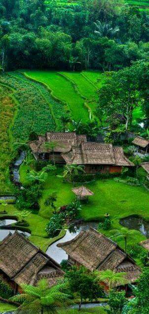 Pemandangan Sawah di Desa Rumah Penduduk Tradisional Pemandangan Sawah di Desa Rumah Penduduk Tradisional