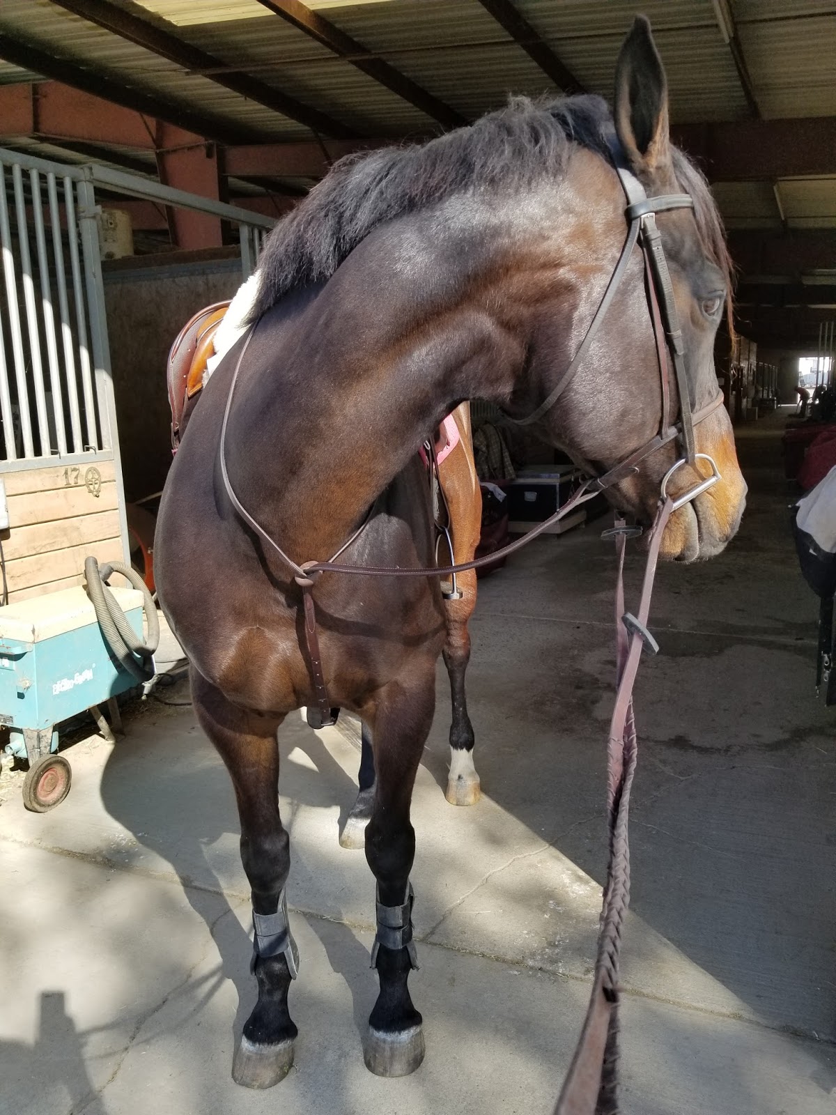 A Horse is a Horse... Comfort Zone