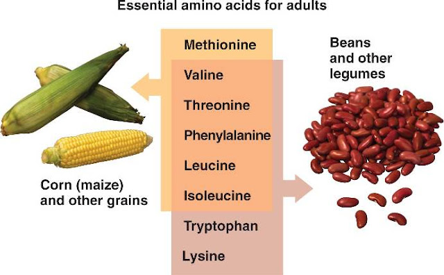 Amino Acid Containing Diet